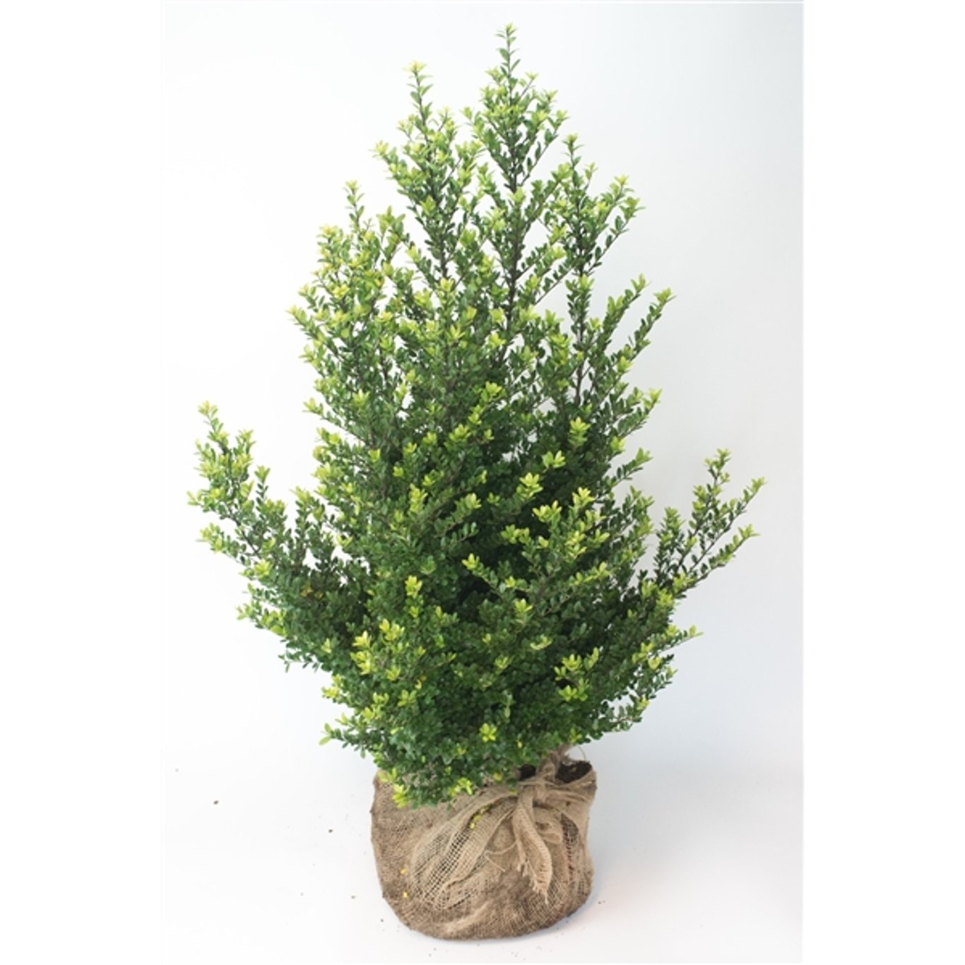 Ilex crenata 'Dark Green'® - 100-125 CM RB